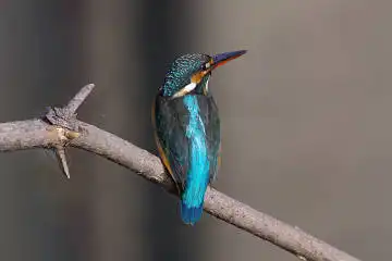 BORG45EDで撮影した野鳥・カワセミの写真画像