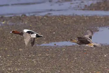 BORG45EDで撮影した野鳥・カモの写真画像