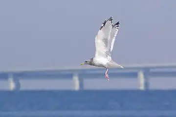 BORG45EDで撮影した野鳥・カモメの写真画像