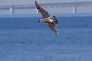 BORG45EDで撮影した野鳥・カモメの写真画像