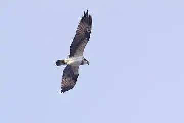 BORG45EDで撮影した野鳥・ミサゴの写真画像