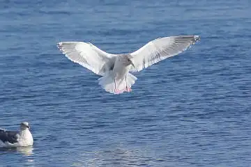BORG45EDで撮影した野鳥・カモメの写真画像