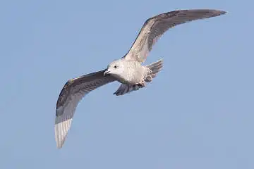 BORG45EDで撮影した野鳥・カモメの写真画像