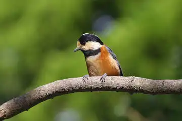 BORG45EDで撮影した野鳥・ヤマガラの写真画像