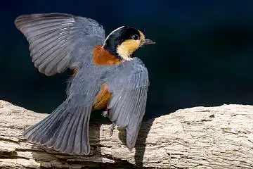 BORG45EDで撮影した野鳥・ヤマガラの写真画像