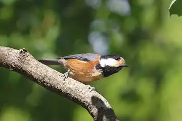 BORG45EDで撮影した野鳥・ヤマガラの写真画像