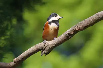 BORG45EDで撮影した野鳥・ヤマガラの写真画像