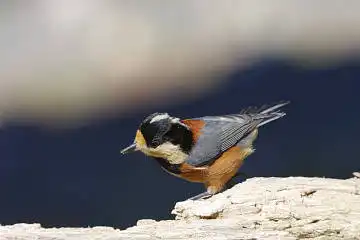 BORG45EDで撮影した野鳥・ヤマガラの写真画像