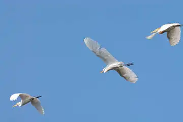 BORG45EDで撮影した野鳥・アマサギの写真画像
