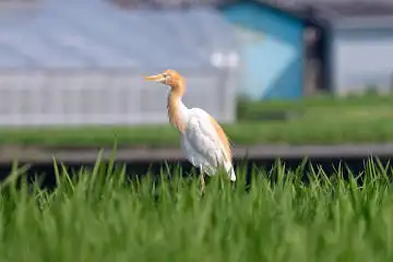 BORG45EDで撮影した野鳥・アマサギの写真画像
