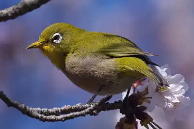 BORG45EDで撮影した野鳥・メジロの写真画像