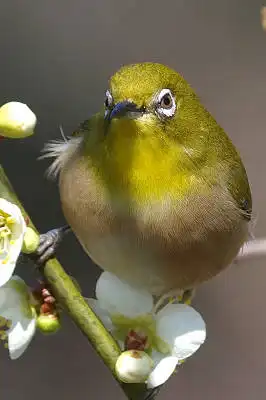 BORG45EDで撮影した野鳥・メジロの写真画像