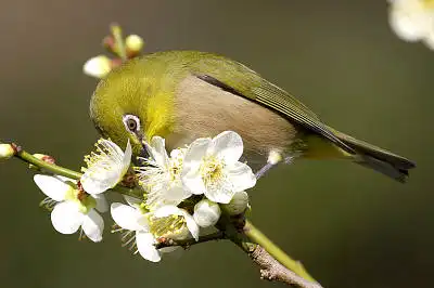 BORG45EDで撮影した野鳥・メジロの写真画像