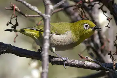 BORG45EDで撮影した野鳥・メジロの写真画像