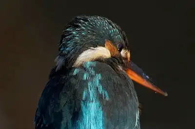 BORG45EDで撮影した野鳥・カワセミの写真画像