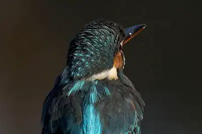 BORG45EDで撮影した野鳥・カワセミの写真画像