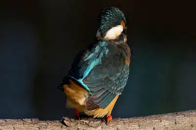 BORG45EDで撮影した野鳥・カワセミの写真画像