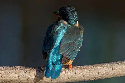 BORG45EDで撮影した野鳥・カワセミの写真画像