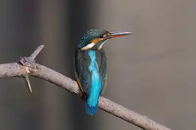 BORG45EDで撮影した野鳥・カワセミの写真画像