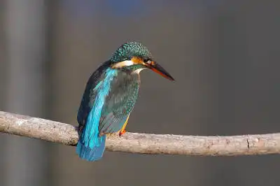 BORG45EDで撮影した野鳥・カワセミの写真画像