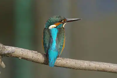 BORG45EDで撮影した野鳥・カワセミの写真画像