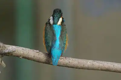 BORG45EDで撮影した野鳥・カワセミの写真画像