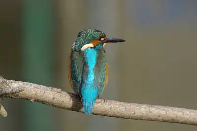 BORG45EDで撮影した野鳥・カワセミの写真画像