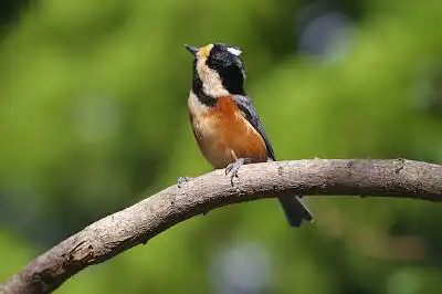 BORG45EDで撮影した野鳥・ヤマガラの写真画像