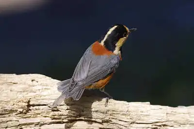 BORG45EDで撮影した野鳥・ヤマガラの写真画像