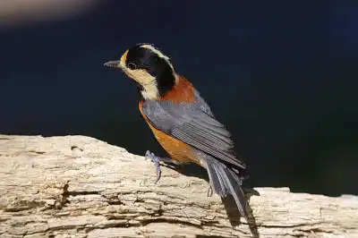 BORG45EDで撮影した野鳥・ヤマガラの写真画像