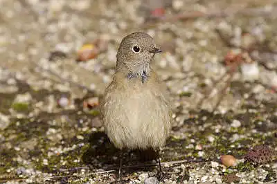 BORG45EDで撮影した野鳥・ジョウビタキの写真画像
