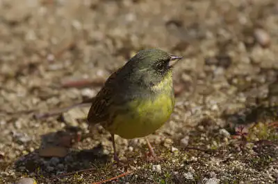 BORG45EDで撮影した野鳥・アオジの写真画像