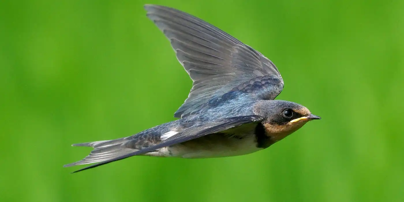 野鳥画像