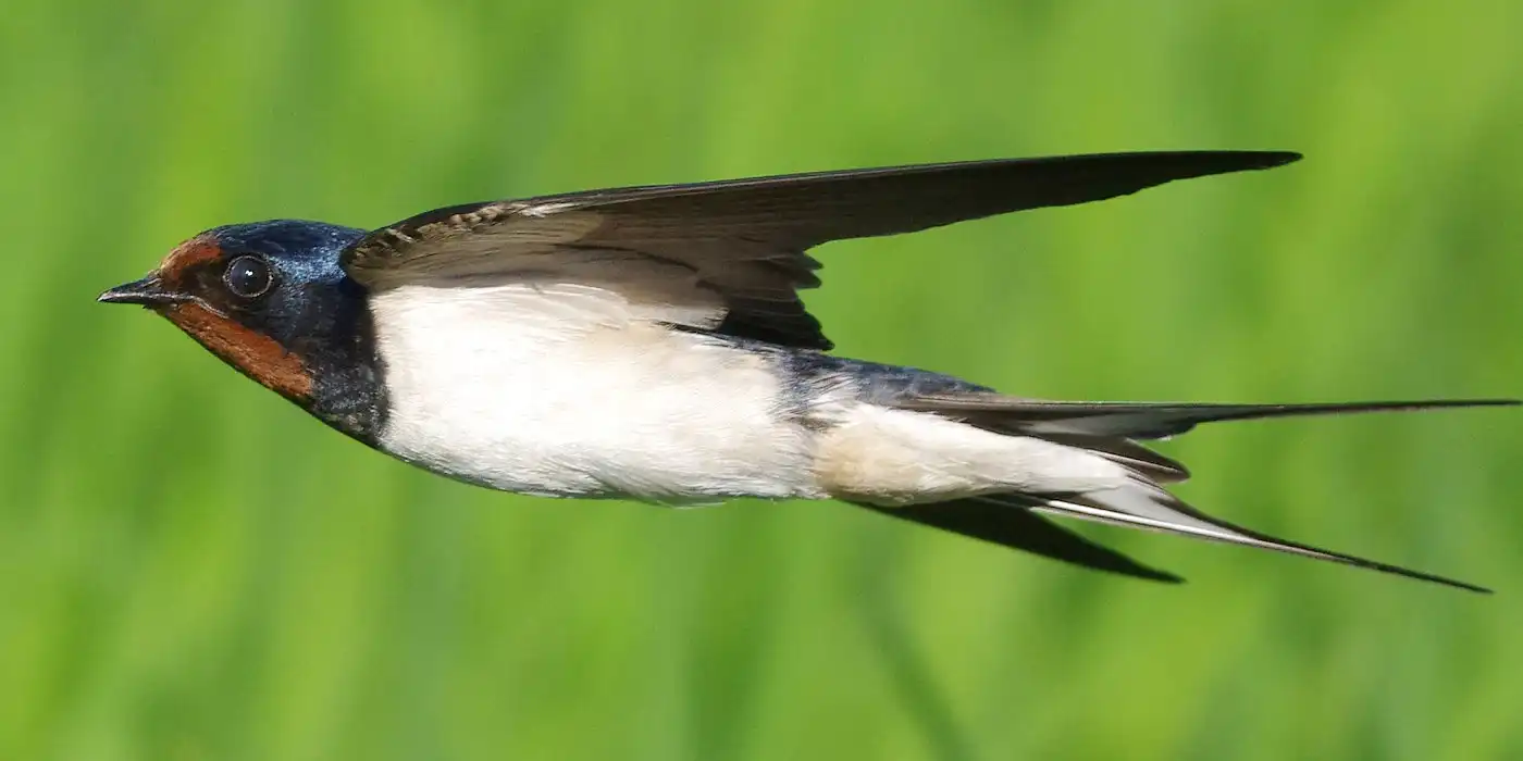 野鳥画像