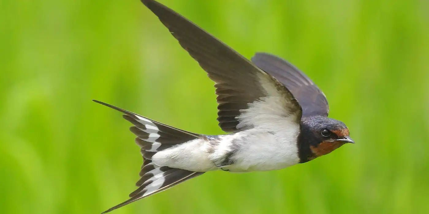 野鳥画像