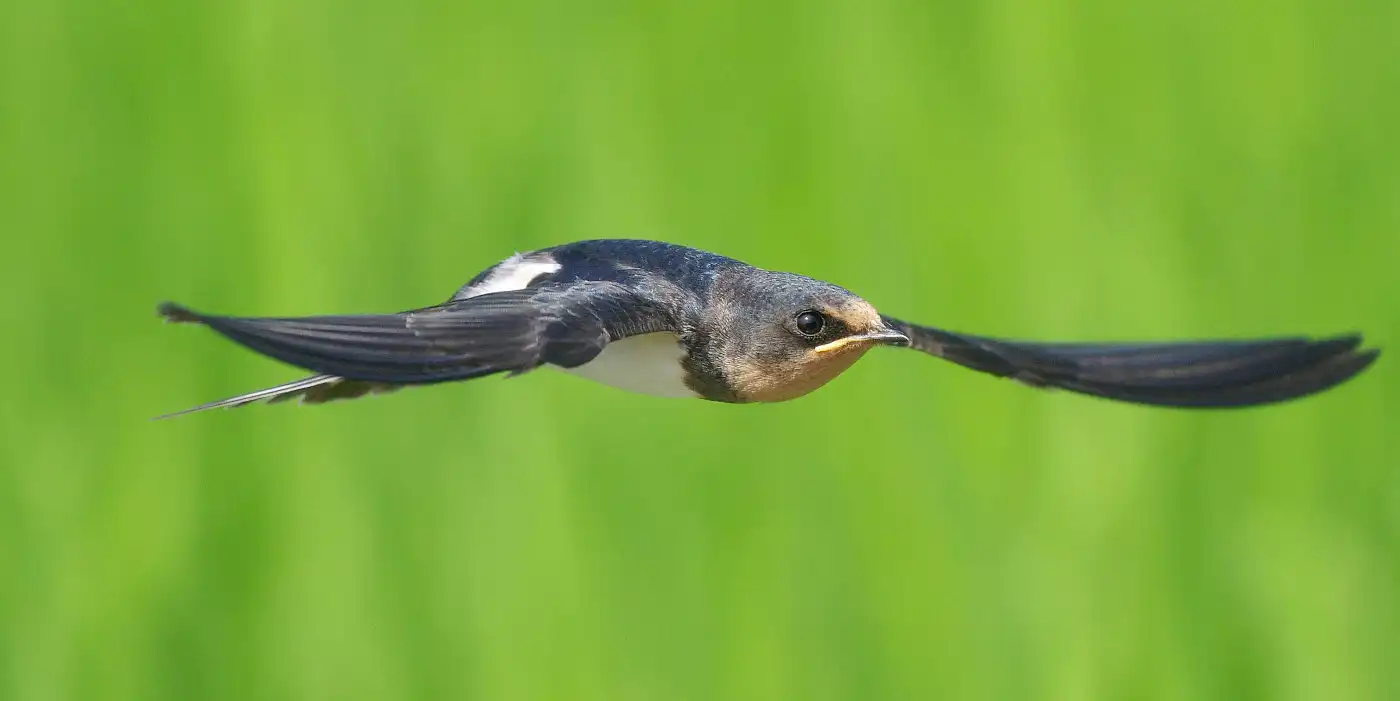 野鳥画像