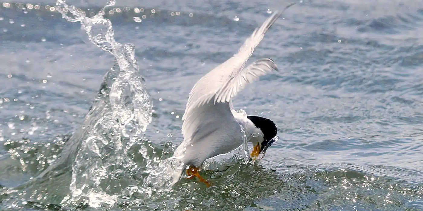 野鳥画像