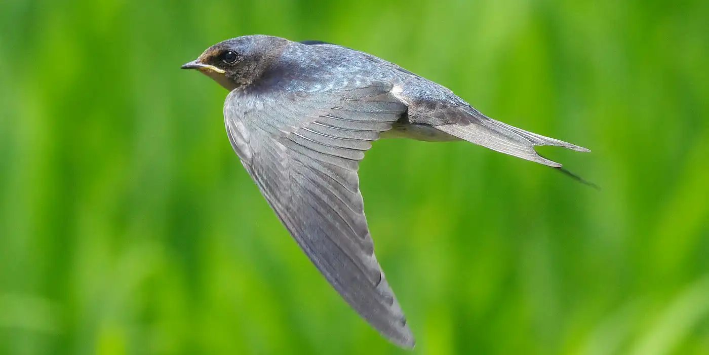 野鳥画像