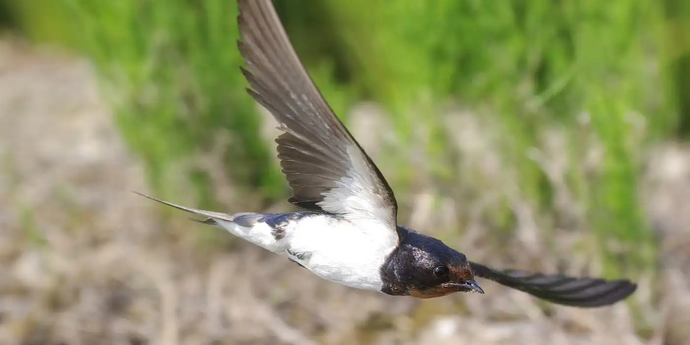 野鳥画像