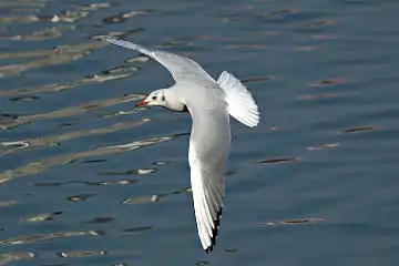 BORG50FLで撮影した野鳥・カモメの写真画像