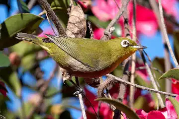 BORG50FLで撮影した野鳥・メジロの写真画像