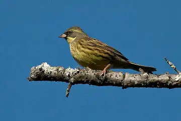 BORG50FLで撮影した野鳥・アオジの写真画像