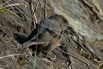 BORG50FLで撮影した野鳥・イソヒヨドリの写真画像