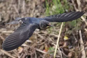 BORG50FLで撮影した野鳥・ツバメの写真画像