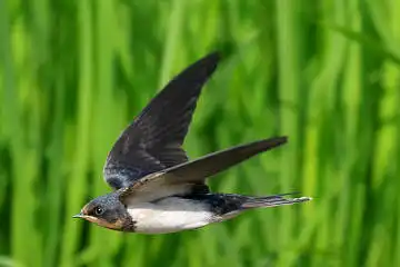 BORG50FLで撮影した野鳥・ツバメの写真画像