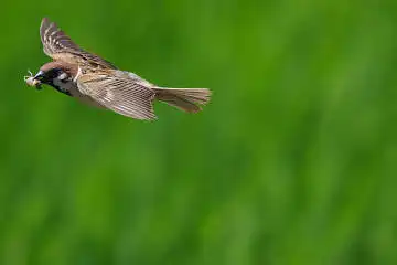 BORG50FLで撮影した野鳥・スズメの写真画像