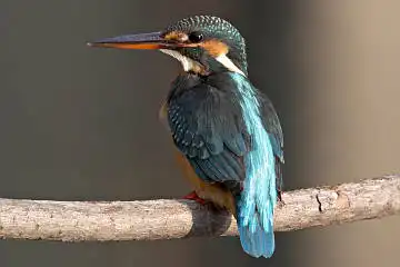 BORG50FLで撮影した野鳥・カワセミの写真画像