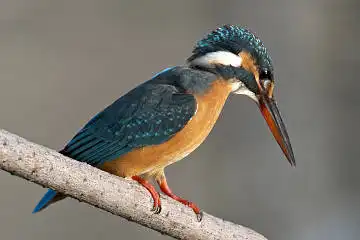 BORG50FLで撮影した野鳥・カワセミの写真画像