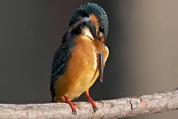 BORG50FLで撮影した野鳥・カワセミの写真画像