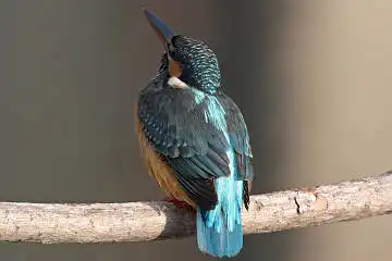 BORG50FLで撮影した野鳥・カワセミの写真画像